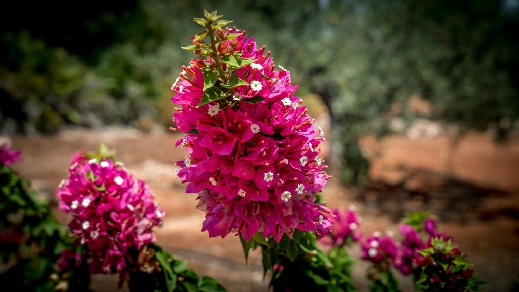 Finca Sonrisa Alhaurín el Grande Kültér fotó